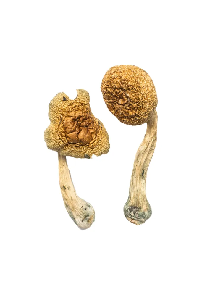 Golden-Mammoth-Shrooms